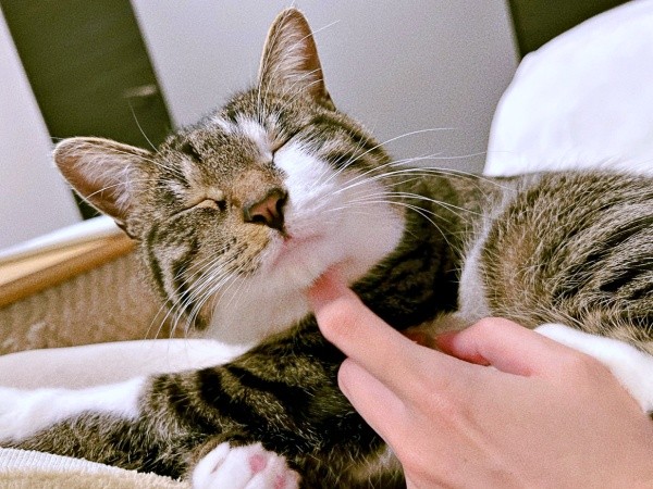 アゴを撫でられてうっとりするチャイちゃん（画像提供：nekokawaii1214さん）