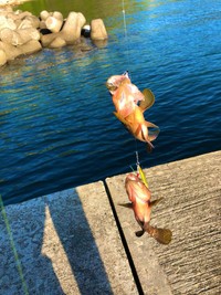 キジハタが釣れましたが…。 ※カジさん提供