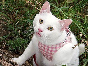 宝石のような瞳のルチル　でも、呼び名は「うるにゃん」