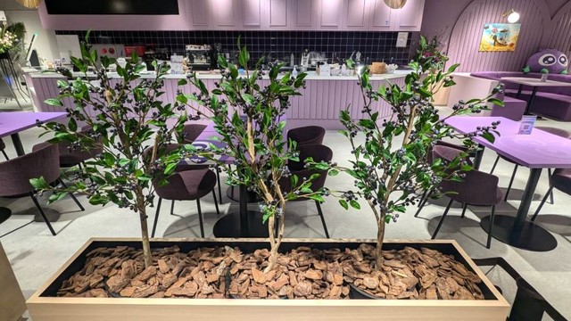 『BLUEBERRY CAFE』の様子（営業時間外の撮影）⑤ ブルーベリーが植えられています。 ※筆者撮影