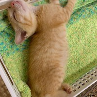 子猫の頃、純真無垢という言葉がぴったり