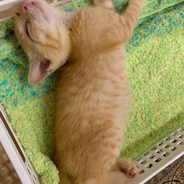 子猫の頃、純真無垢という言葉がぴったり