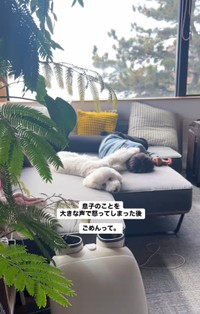 普段は穏やかで吠えることもない福ちゃんの厳しい表情にママも驚き…！（提供：＠fuku.fukudogさん）
