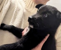 さまよいながらも必死に生き続けようしていたことが後にわかりました