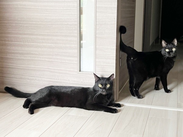 ぼたもちくん（左）と、姉猫・おはぎちゃん（右）（画像提供：黒猫おはぎ 林遊眠@劇団ショウダウンさん）