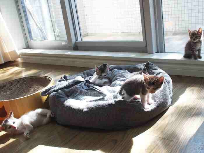 陽だまりの中の子猫たち