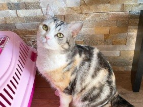 電話してないでこっち向いてよ～　スコティッシュフォールド「らむ」