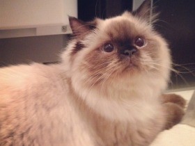 「飼い猫は自分の名前聞き分けられる」　上智大チーム実験