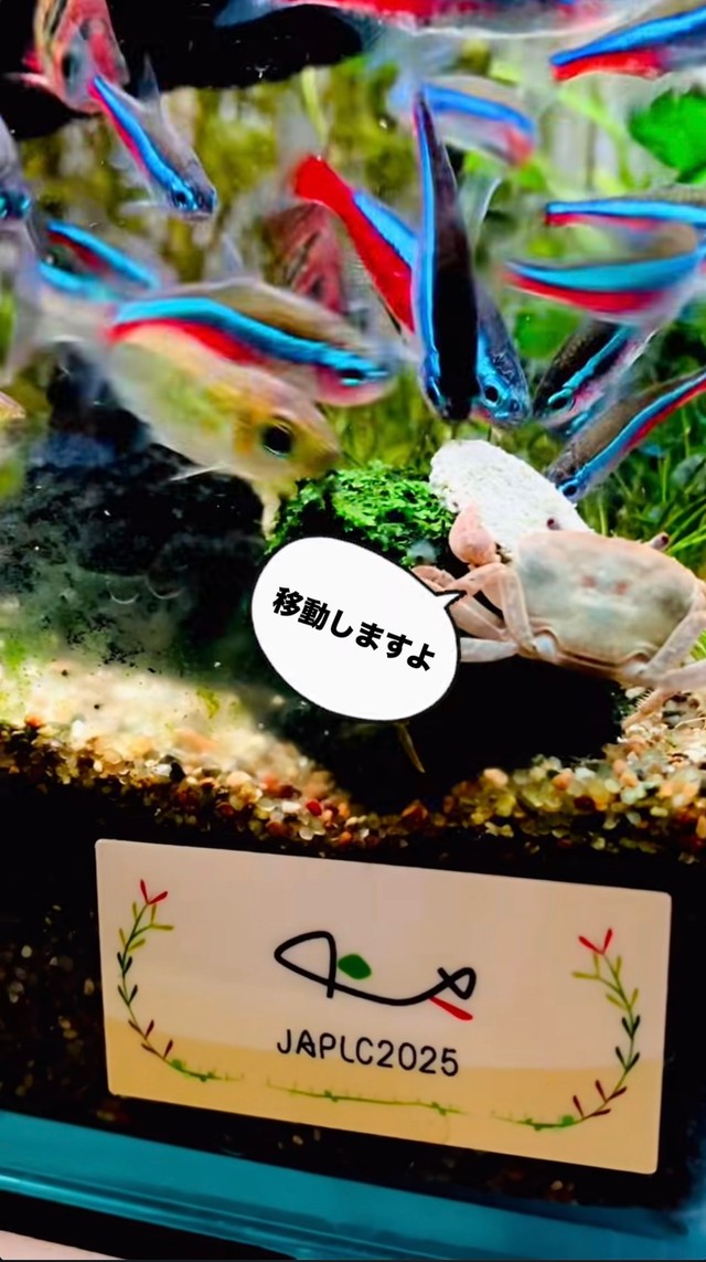 エサを抱えたまま移動するカニ。魚が後を追うように集まる／toyさん（@_______toy______）提供