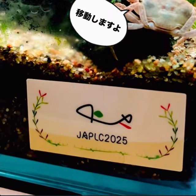 エサを抱えたまま移動するカニ。魚が後を追うように集まる／toyさん（@_______toy______）提供