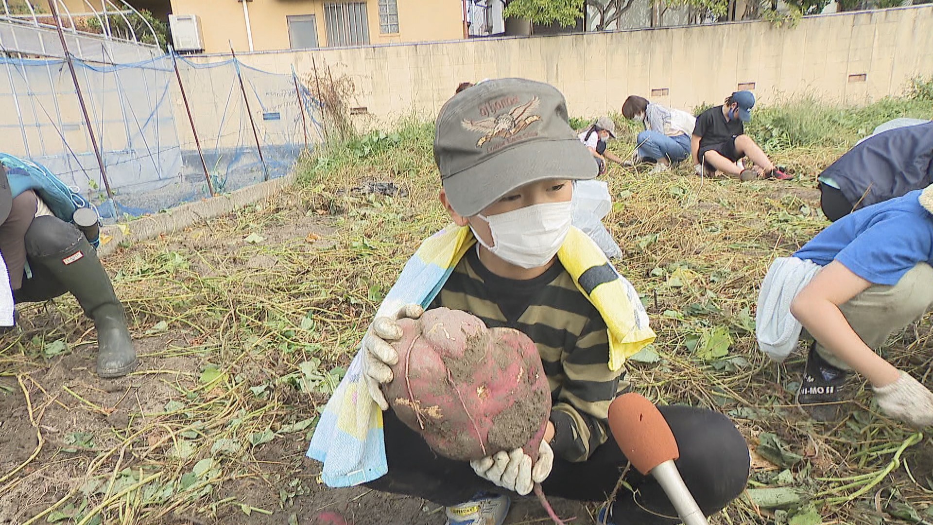 サツマイモ掘りを体験 香川 | KSBニュース | KSB瀬戸内海放送