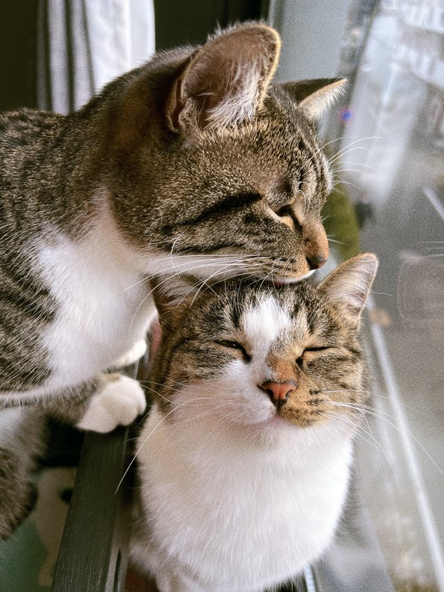 向かって左がチャイくん、右がラテちゃん (※画像提供：@nekokawaii1214さん)
