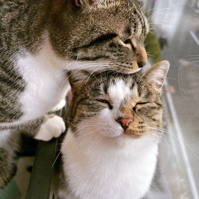 向かって左がチャイくん、右がラテちゃん (※画像提供：@nekokawaii1214さん)
