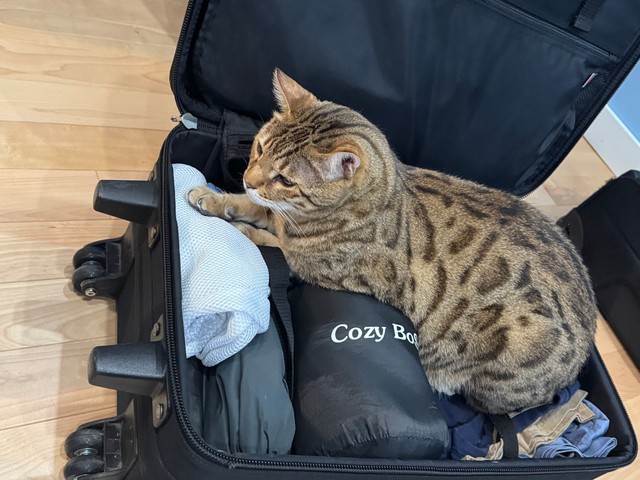 仕事に旅立つおりょうさんを止めようとする愛猫！？（空飛ぶおりょうさんのXより）