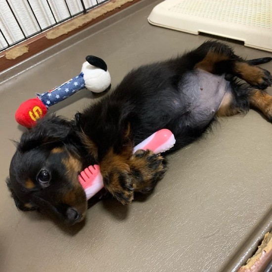 家にきたころの「ノアール」