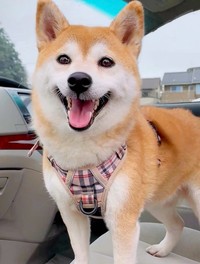 にっこり笑顔がキュートなももちゃん（画像提供：柴犬 ももさん）