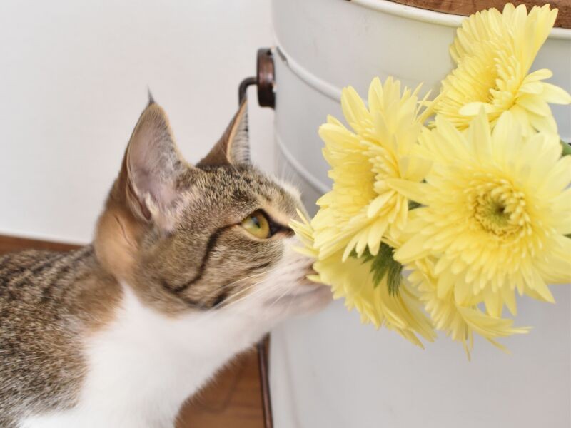 この日は取材の撮影用。ふだん、なずな部屋には花を飾らないので興味津々「わたしに似合う色だにゃ」（吉留さん提供）