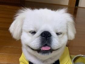 今夜はエンジョイしましたワン　満足げにくつろぐペキシーズー「ぷっち」