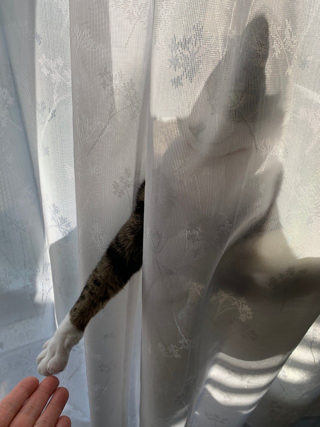 カーテン越しからお手てを出す猫の写真を「塩対応の握手会」だとつぶやいた投稿がTwitter上で話題を集めた（提供写真）