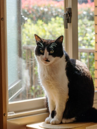 「狙った獲物は逃さないゴルゴぽんたです。よろしく」（小林写函撮影）