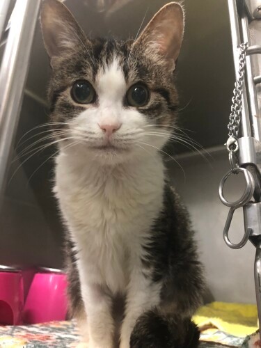 病院猫の「ボヤッキー」。2年前にお空へ。セリカと離れ、喪失感でいっぱいだった山中さんを癒やしてくれた（山中さん提供）