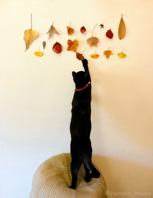 前足をのばして…（画像提供：yamato houseさん）