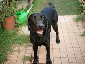 しっぽフリフリ、なでてほしいな　ラブラドールの「レオン」