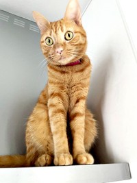 2歳を迎えたむぎちゃん。高所でお部屋をニャルソック（画像提供：むぎと人間さん）