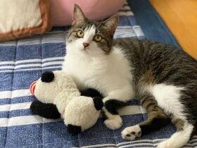 「愛猫のためなら筋肉痛くらいなんのその」　冬は腕枕で朝まで熟睡　MIX「すずめ」