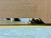 「まだかな？」 出てくるのを待つなのちゃん（画像提供：むいとなのさん）