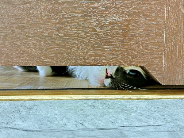 「まだかな？」 出てくるのを待つなのちゃん（画像提供：むいとなのさん）