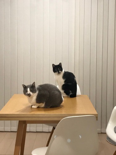 手前がくまお、奥がこぐま