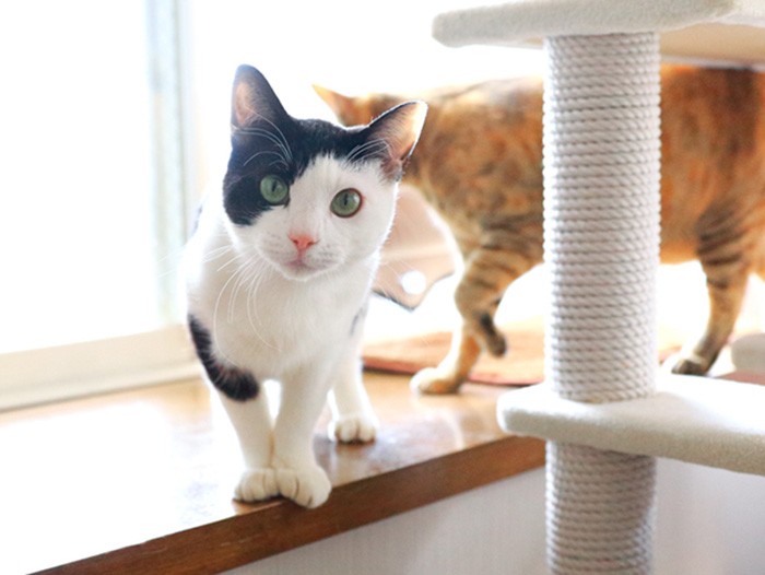 ジロウはカメラに興味津々。