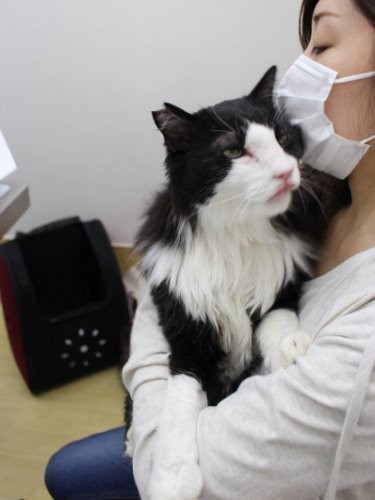 4月、確定診断を受け獣医師から治療の話を聞く夕香子さんとぎんのすけ（maiさん撮影）菅田将暉似のルックスがインスタで話題に