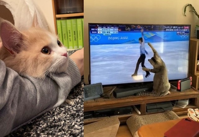 連日熱戦が続く北京冬季五輪。テレビ画面にくぎ付けになる猫ちゃんたちが話題に（左からりんくんとおとちゃんさん提供、りょさん提供、Twitterよりキャプチャ撮影）