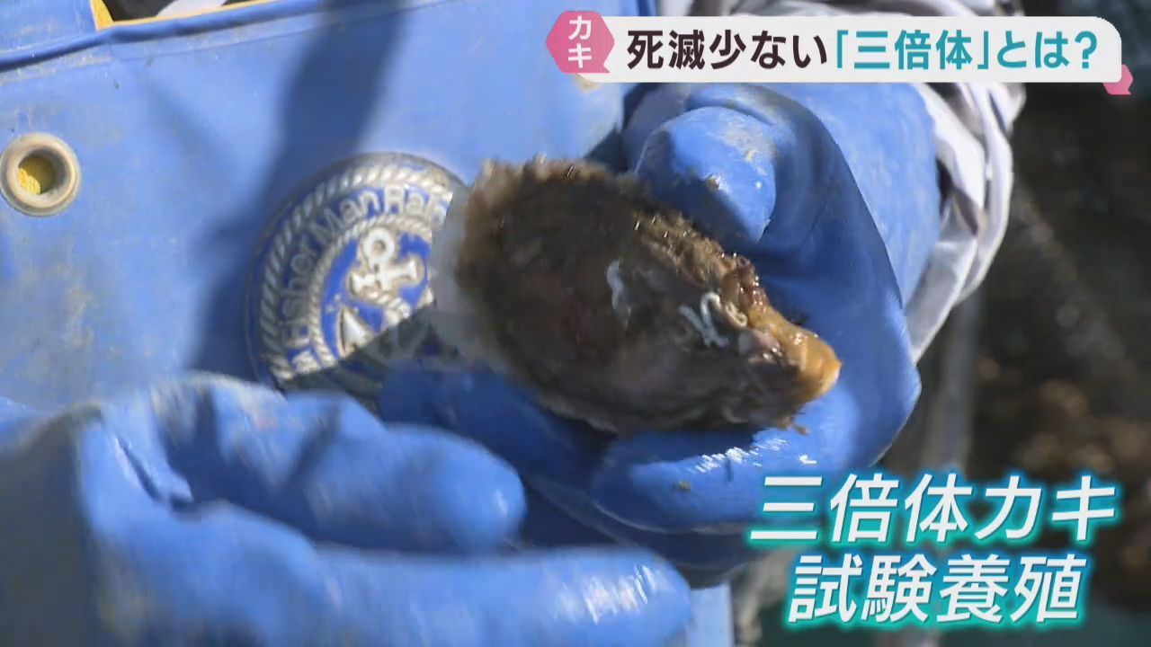養殖カキの死滅被害を受けて生存率を高めたカキの試験養殖　宮城・女川町