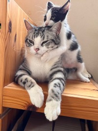 おてんばなうたちゃんにされるがままのハクくん（画像提供：aiさん）