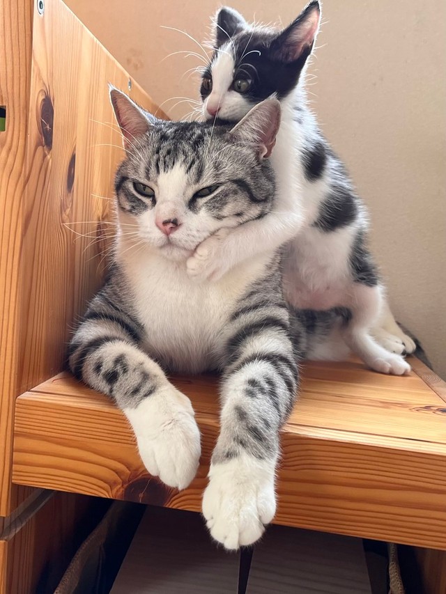 おてんばなうたちゃんにされるがままのハクくん（画像提供：aiさん）