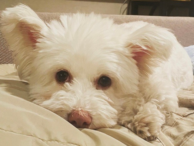 シロクマのぬいぐるみのようなスフレ（井上菊さん提供）