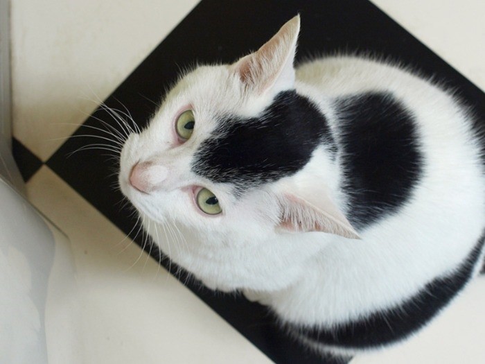 上からみたいのか？