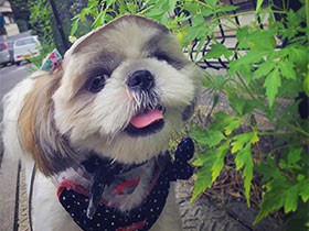 実はこう見えて細マッチョなんだ　シーズーの「りく」