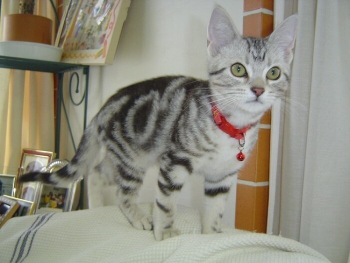 家にきたころの「あめり」