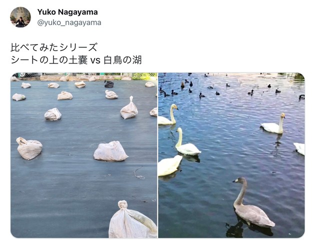 たしかに似てます「シートの上の土嚢　白鳥の湖」（永山裕子さんツイッターより）