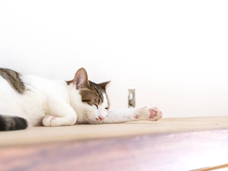 お付き合いいただき、ありがとうございました！（姫）