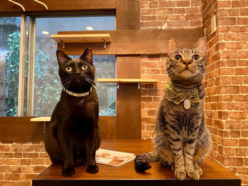 ルナ（左・3歳♂）と、ルナを兄と慕うリオン（2歳♂）