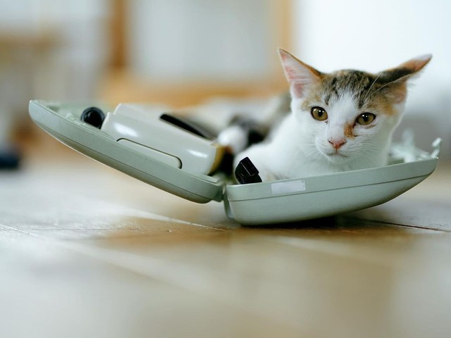 居座った猫が子猫を出産 4匹が生まれ、全部で8匹の大家族に「みんなで