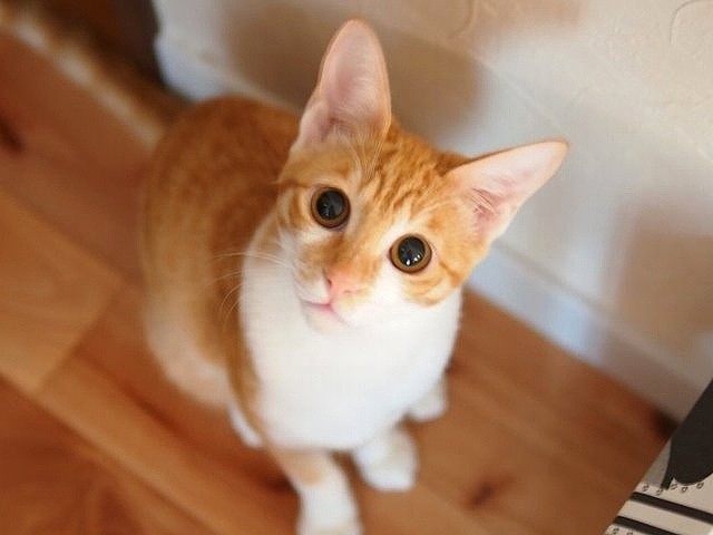 道に捨てられ 声をからしていた子猫 今は腕の中で喉をゴロゴロ Sippo シッポ