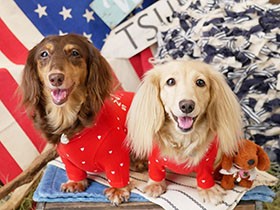 ２匹のおかげで電車に詳しくなりました　ミニチュアダックス「ひかり」＆「あかり」