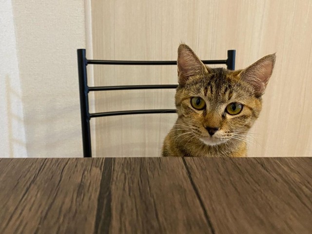 人間のようにダイニングで座る