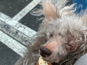 ずっと「ごめんね」しか言えなかった　亡き愛犬が教えてくれた生きることの尊さ